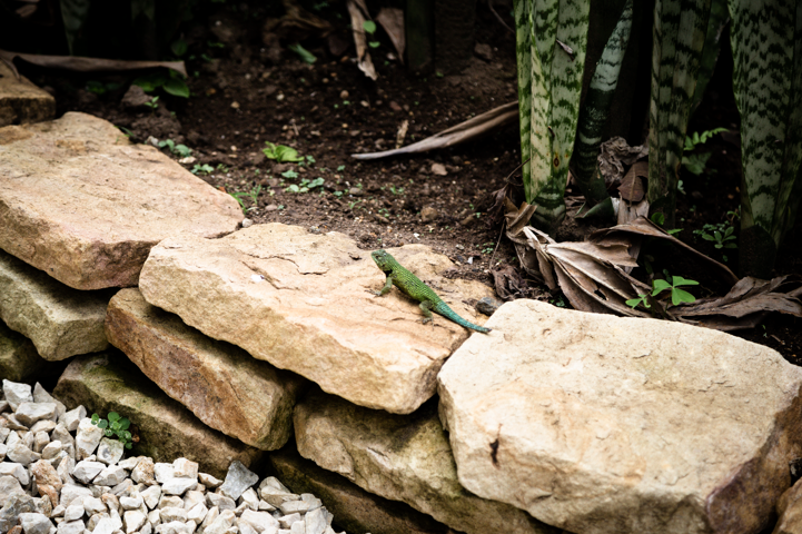 Les Enrochements : Quels Usages Dans Votre Jardin?