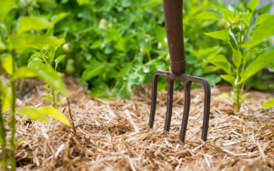 Comment choisir son paillage végétal ?