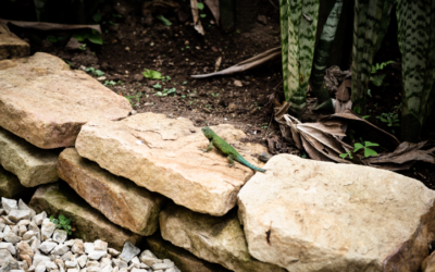 Les Enrochements : Quels Usages Dans Votre Jardin?