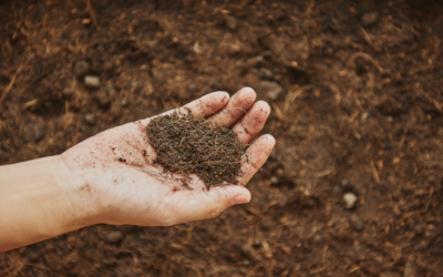 Poser de la Terre Amendée : Un Guide Complet pour la Réussite de Votre Jardin
